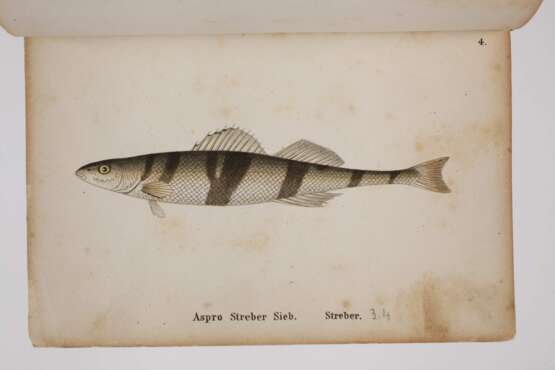 Die Fische Deutschlands und der Schweiz - фото 5