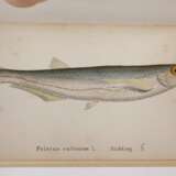 Die Fische Deutschlands und der Schweiz - фото 6