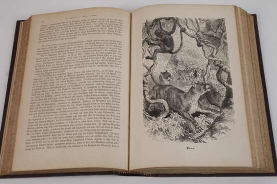 llustrirtes Thierleben 1864 - Foto 5
