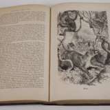 llustrirtes Thierleben 1864 - Foto 5