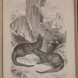 llustrirtes Thierleben 1864 - Foto 6