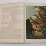 Naumann, Naturgeschichte der Vögel Mitteleuropas - Foto 7