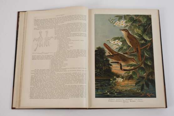 Naumann, Naturgeschichte der Vögel Mitteleuropas - Foto 7