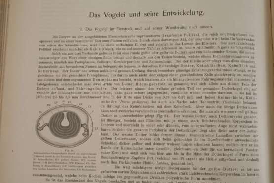 Naumann, Naturgeschichte der Vögel Mitteleuropas - Foto 1