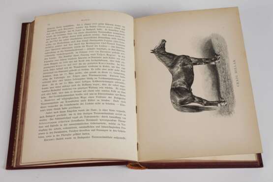 Ungarns Pferdezucht in Wort und Bild - Foto 3