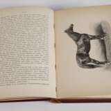 Ungarns Pferdezucht in Wort und Bild - Foto 3