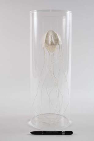 Sophie Casado, Qualle im Glassturz - photo 3 Sophie Casado, Qualle im Glassturz - photo 3