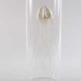 Sophie Casado, Qualle im Glassturz - photo 3