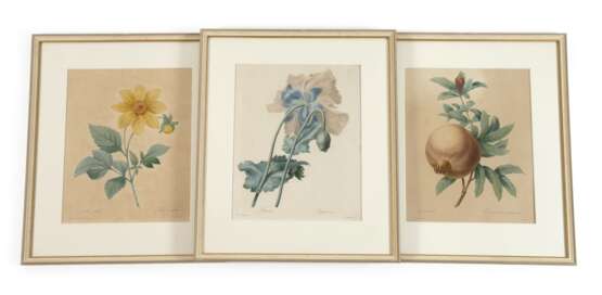 Pierre-Joseph Redouté, Konvolut Pflanzendarstellungen - фото 1 Pierre-Joseph Redouté, Konvolut Pflanzendarstellungen - фото 1