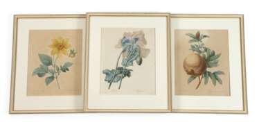 Pierre-Joseph Redouté, Konvolut Pflanzendarstellungen