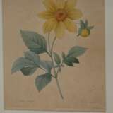 Pierre-Joseph Redouté, Konvolut Pflanzendarstellungen - фото 2