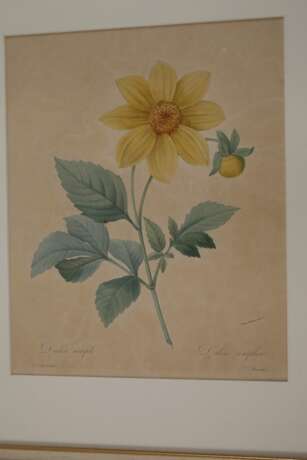 Pierre-Joseph Redouté, Konvolut Pflanzendarstellungen - фото 2 Pierre-Joseph Redouté, Konvolut Pflanzendarstellungen - фото 2