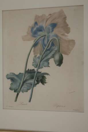 Pierre-Joseph Redouté, Konvolut Pflanzendarstellungen - фото 3 Pierre-Joseph Redouté, Konvolut Pflanzendarstellungen - фото 3