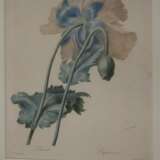 Pierre-Joseph Redouté, Konvolut Pflanzendarstellungen - фото 3