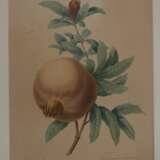 Pierre-Joseph Redouté, Konvolut Pflanzendarstellungen - фото 4
