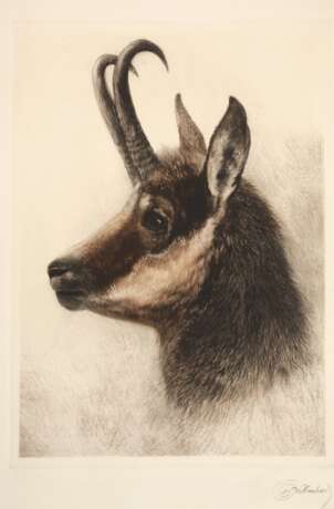 Kurt Meyer-Eberhardt, Gamskopf - photo 1 Kurt Meyer-Eberhardt, Gamskopf - photo 1