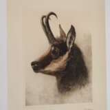 Kurt Meyer-Eberhardt, Gamskopf - photo 2