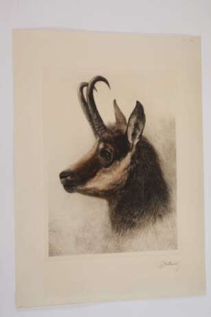 Kurt Meyer-Eberhardt, Gamskopf - photo 2 Kurt Meyer-Eberhardt, Gamskopf - photo 2