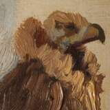 Roder, Adlerstudie aus dem Zoo in Leipzig - Foto 2