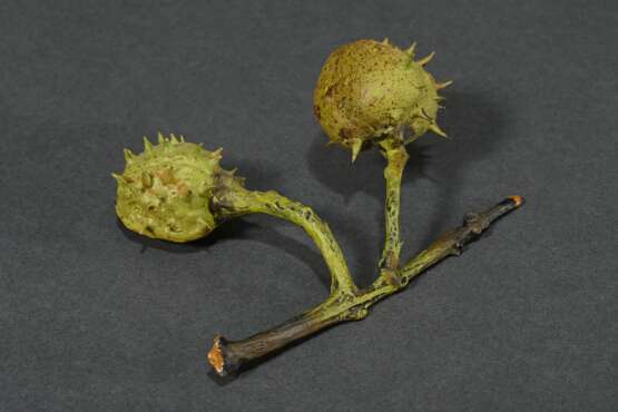 Trompe l'oeil ‘Chestnut’, naturalistic in shape an… - фото 2