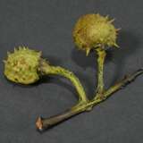 Trompe l'oeil ‘Chestnut’, naturalistic in shape an… - фото 2