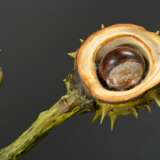 Trompe l'oeil ‘Chestnut’, naturalistic in shape an… - фото 4