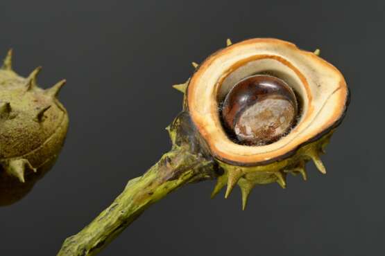 Trompe l'oeil ‘Chestnut’, naturalistic in shape an… - фото 4
