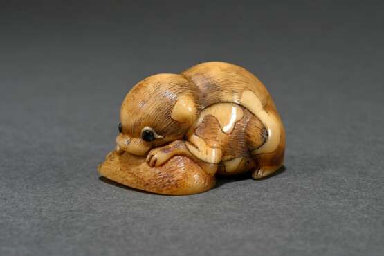 Walrus tooth netsuke ‘Puppy with Awabi Snail’ in t… - photo 1