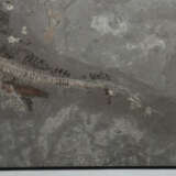 Ichthyosaurier (Fischechse) in Matrix aus dem Lias/Epsilon von Holzmad… - photo 4