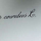 Paar leicht variierende Deckelterrinen mit Dekor ''Flora Danica'' Roya… - photo 3