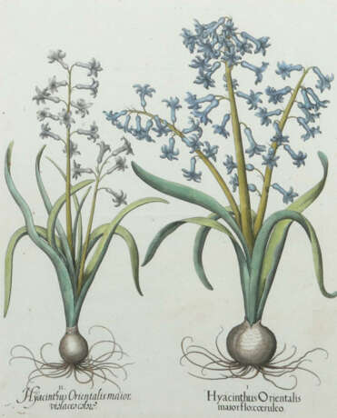 Besler, Basilius Nürnberg 1561 - 1629, war ein deutscher Apotheker, Bo… - Foto 1 Besler, Basilius Nürnberg 1561 - 1629, war ein deutscher Apotheker, Bo… - Foto 1