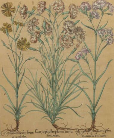 Besler, Basilius Nürnberg 1561 - 1629, war ein deutscher Apotheker, Bo… - Foto 1 Besler, Basilius Nürnberg 1561 - 1629, war ein deutscher Apotheker, Bo… - Foto 1