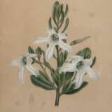 Mills "Anthocercis viscosa", kolorierte Grafik, Blatt gebräunt und leicht fleckig, 22x16 cm, im Passepartout hinter Glas und Rahmen - фото 1