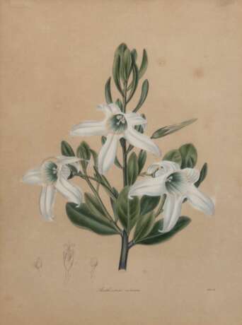 Mills "Anthocercis viscosa", kolorierte Grafik, Blatt gebräunt und leicht fleckig, 22x16 cm, im Passepartout hinter Glas und Rahmen - фото 1