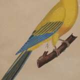 "Goldsittich", kolorierte Grafik, bez. "no. 13", 18x11 cm, im Passepartout hinter Glas und Rahmen - photo 1