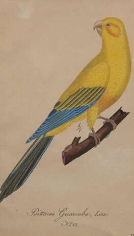 "Goldsittich", kolorierte Grafik, bez. "no. 13", 18x11 cm, im Passepartout hinter Glas und Rahmen - photo 1