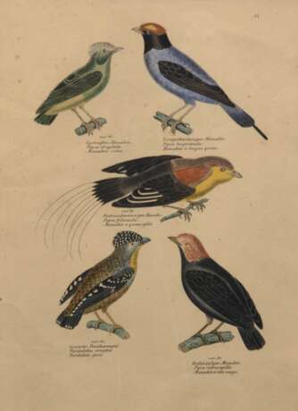 "Schnurrvögel-Manakin", kolorierte Grafik,Blatt no. 39, Blatt gebräunt und leicht fleckig, 29x21,5 cm, im Passepartout hinter Glas und Rahmen - фото 1
