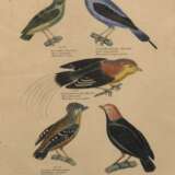 "Schnurrvögel-Manakin", kolorierte Grafik,Blatt no. 39, Blatt gebräunt und leicht fleckig, 29x21,5 cm, im Passepartout hinter Glas und Rahmen - фото 1
