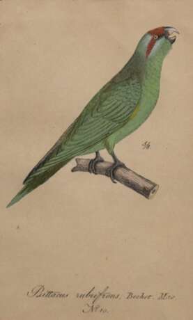 "Ziegensittich", kolorierte Grafik, 5/ 8 und bez. "no.10", 17,5x10,5 cm, im Passepartout hinter Glas und Rahmen - фото 1