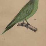 "Ziegensittich", kolorierte Grafik, 5/ 8 und bez. "no.10", 17,5x10,5 cm, im Passepartout hinter Glas und Rahmen - фото 1