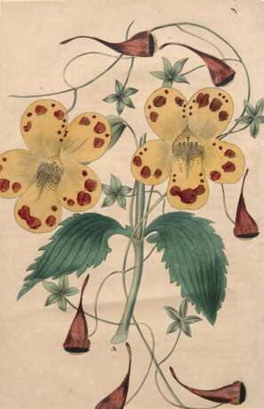 "Gelbe Blume", Grafik, 19,5x12,5 cm, im Passepartout hinter Glas und Rahmen - фото 1