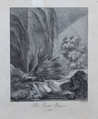 Ridinger, Johann Elias (1698 Ulm- 1767 Augsburg) "Das Stachel Schwein", Stich, 21,5x17,5 cm, im Passepartout hinter Glas und Rahmen - фото 1