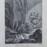 Ridinger, Johann Elias (1698 Ulm- 1767 Augsburg) "Das Stachel Schwein", Stich, 21,5x17,5 cm, im Passepartout hinter Glas und Rahmen - фото 1