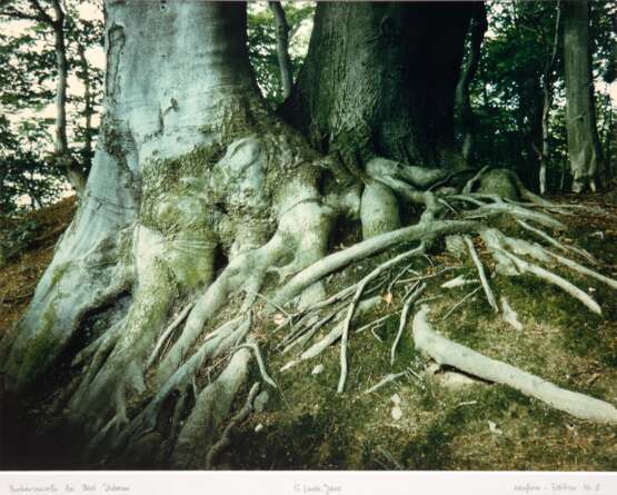 Linde, Guntard (1939) "Buchenwurzeln bei Bad Doberan", Foto, bez. "Neuform-Edition Nr. 8", unten bez. und betitelt, 39x48,5 cm, im Passepartout hinter Glas und Rahmen - photo 1 Linde, Guntard (1939) "Buchenwurzeln bei Bad Doberan", Foto, bez. "Neuform-Edition Nr. 8", unten bez. und betitelt, 39x48,5 cm, im Passepartout hinter Glas und Rahmen - photo 1