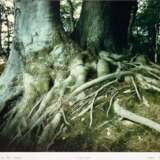 Linde, Guntard (1939) "Buchenwurzeln bei Bad Doberan", Foto, bez. "Neuform-Edition Nr. 8", unten bez. und betitelt, 39x48,5 cm, im Passepartout hinter Glas und Rahmen - фото 1