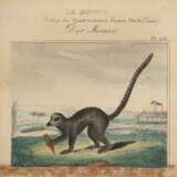 "Der Mococo-Ringelschwanzlemur", kolorierte Grafik, bez. "Pl. 115", an den Ränder beschmutzt, 9,5x10 cm, im Passepartout hinter Glas und Rahmen - photo 1