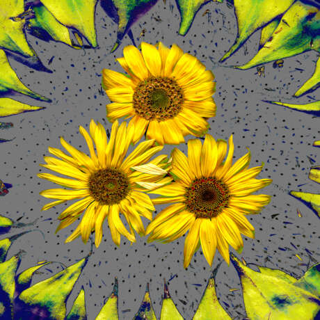 “From the series Sunflowers” Photographic paper Digital photography Color photo Still life 1999 - photo 1