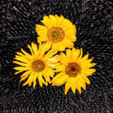 „Aus der Serie Sunflowers“ Fotopapier Digitale Fotografie Farbfoto Stillleben 1999 - Foto 1