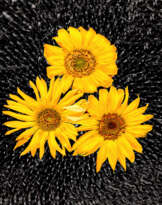 From the series "Sunflowers" From the series "Sunflowers"