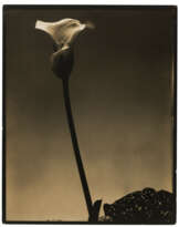 EDWARD STEICHEN (1879-1973)